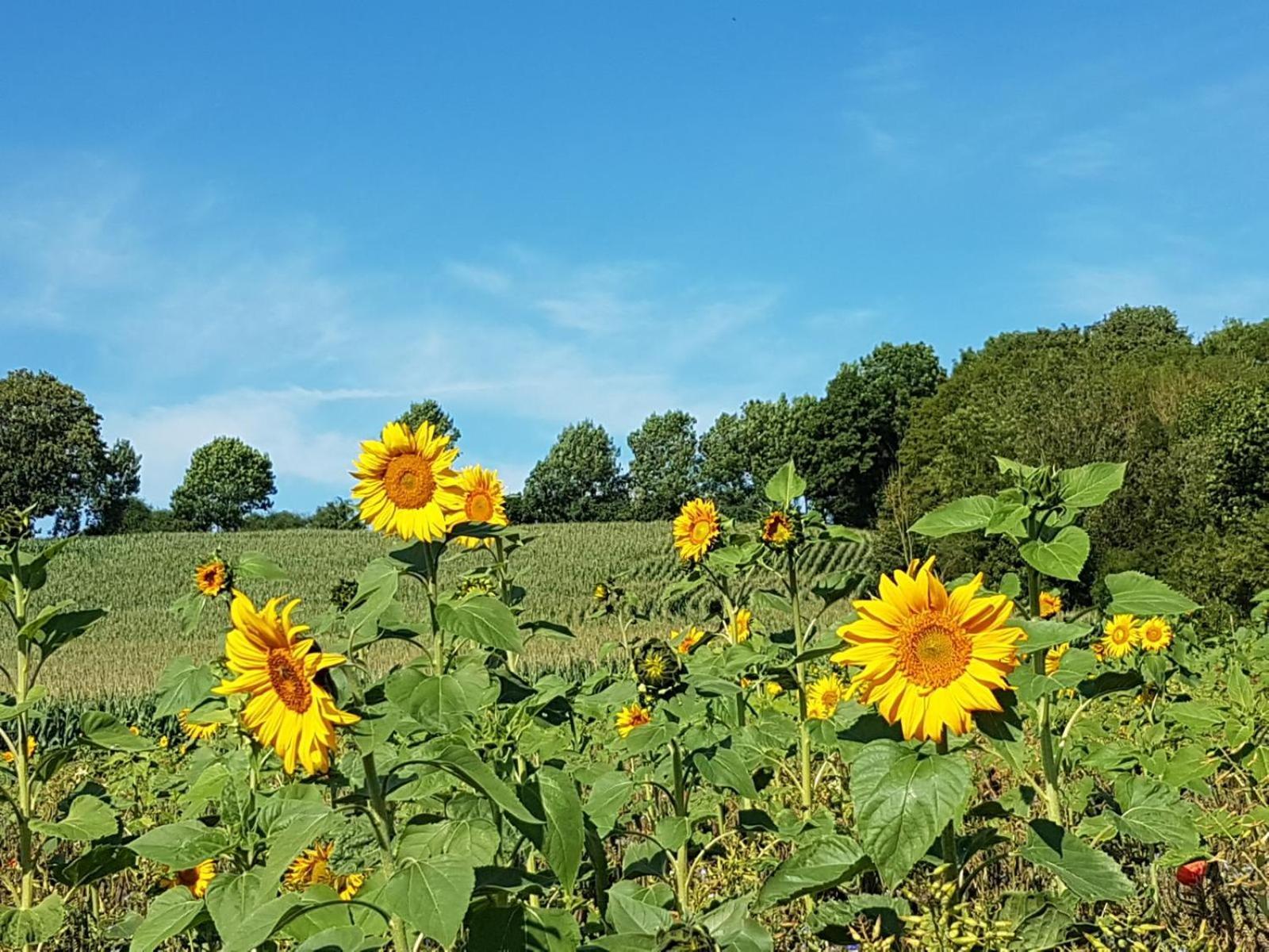 Ferienwohnung Am Grasweg Höxter Buitenkant foto
